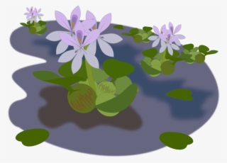 Pond Clipart School - Water Hyacinth Png
