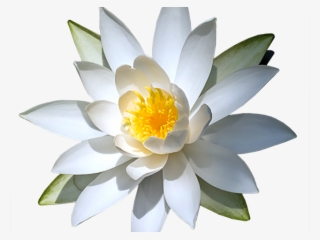 Water Lily Png - Sacred Lotus