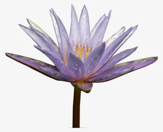 Water Lily - Sacred Lotus