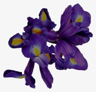 Art Nouveau Water Lily - Iris Versicolor