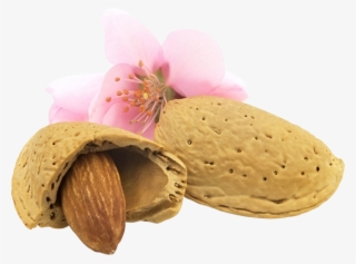 Almond Png, Download Png Image With Transparent Background, - Пнг Миндаль