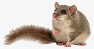Download - Dormouse Png