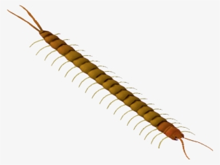 Deserttigercentipede Flish - Millipedes