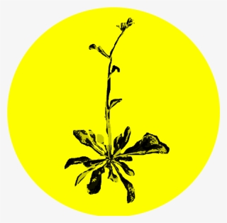 Spokane Noxious Weed Pollinator Flower Agricultural - Circle
