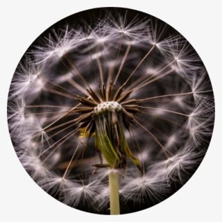 Wishing Flower