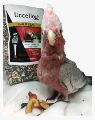 Large Parrot Power Food Gold Seal - Macaw