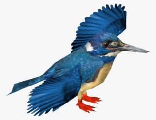 Half-collared Kingfisher - Belted Kingfisher
