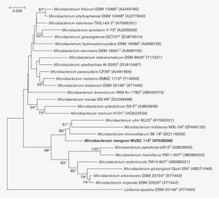 Neighbour-joining Tree Based On 16s Rrna Gene Sequences - Document