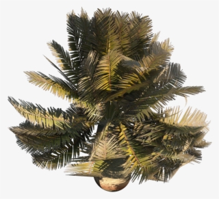 Plant3 - Paurotis Palm