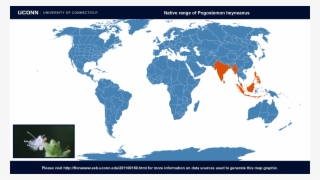 Country Of Origin - Coffea Arabica Origin