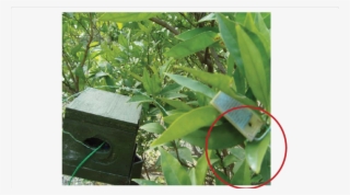 Leaf Wetness Sensor Deployment In Orange Orchard - Tree
