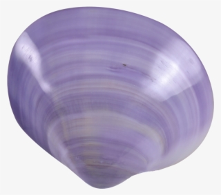 Purple Clam Polished Pair 4" Up - Baltic Clam