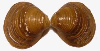 Mussel Png Pic - Freshwater Bivalves