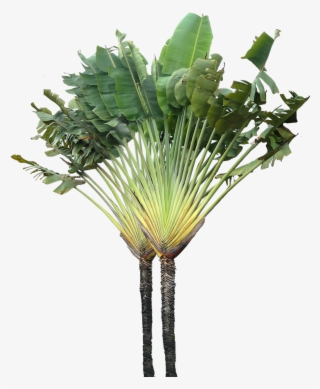 Source - - Ravenala Madagascariensis Png