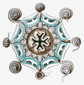 Aeginura Grimaldii By Haeckel - Ernst Haeckel In Colour