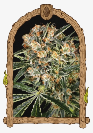Hippie Therapy Cbd - Zkittalicious