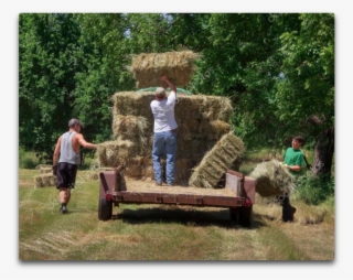 Bucking Hay - Hay