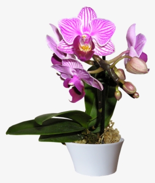 Orchid, Pot, Cut, Out - Paisajes De Orquidea Png