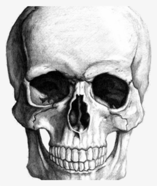Drawn Bones Transparent Background - Skull Transparent Background Gif