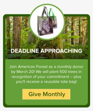 2019 American Forests - Flyer