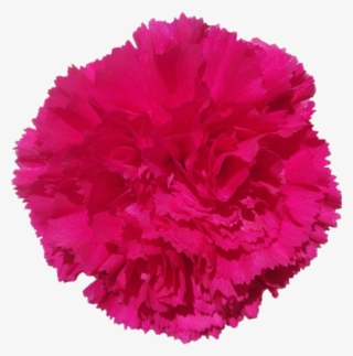 Bizet - Carnation - Carnation