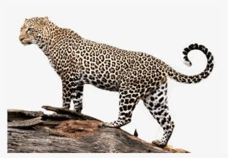 Free Png Download Jaguar Png Images Background Png - Gajner Wildlife Sanctuary In Bikaner