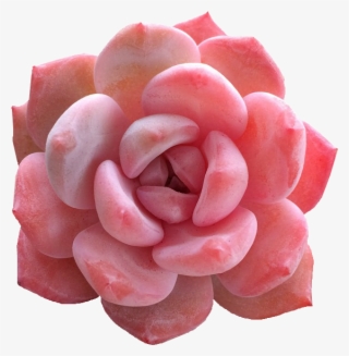 83 Images About Flora And Fauna On We Heart It - Pink Succulent