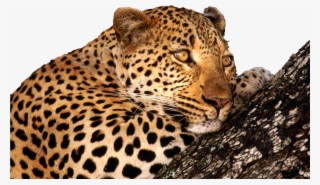 Persian Leopards