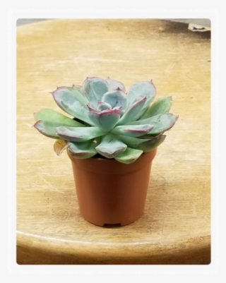 Mini Succulent 3" Potted Plant Variety - Flowerpot