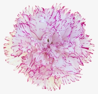 Carnation - Dianthus