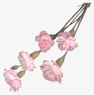 Transparent Pink Carnation Png