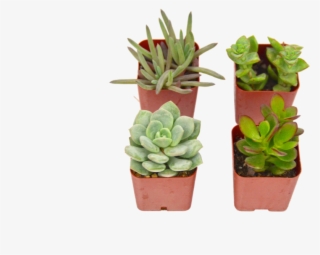 4 Succulent Variety Pack - Flowerpot