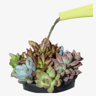 You Will Learn A Lot About Your Succulents And What - Flowerpot