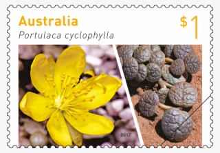 $1 Stamp Featuring Portulaca Cyclophylla - Australian Stamps 2017