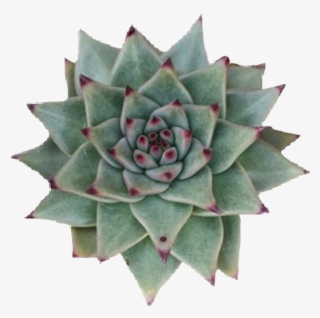 Succulent Sticker - Succulent Plant