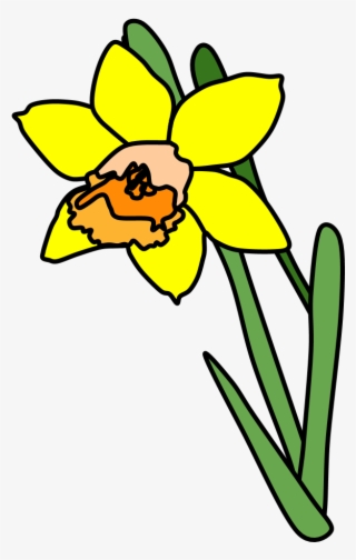 Daffodil, Yellow, Orange