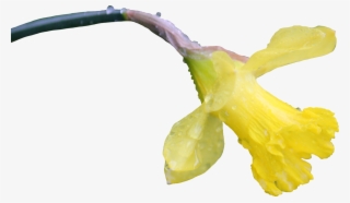 Daffodil Png - Flower