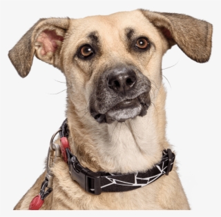 Morso® - Dog - Companion Dog