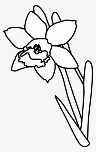 Daffodil, Black And White, Png - Cartoon