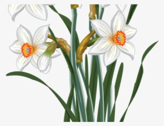 daffodils clipart daffodil flower - narcissus clipart