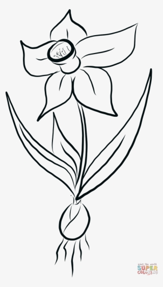 Daffodil Coloring Page - Sunflower