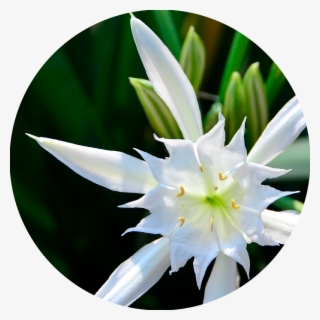 White Sea Daffodil - Water Lily