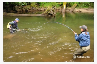 Adfg Stream Survey Fish Catch Png - Cast A Fishing Line