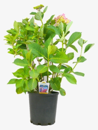170mm Hydrangea - Hydrangea Macrophylla - Flowerpot