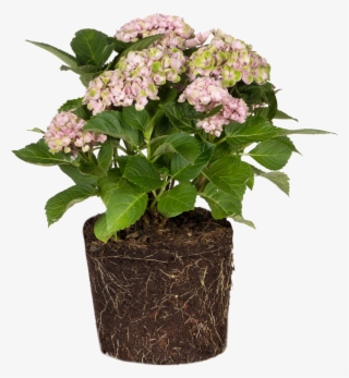 Hydrangea - Small Mum Plants