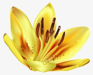 Yellow Transparent Background - Tiger Lily