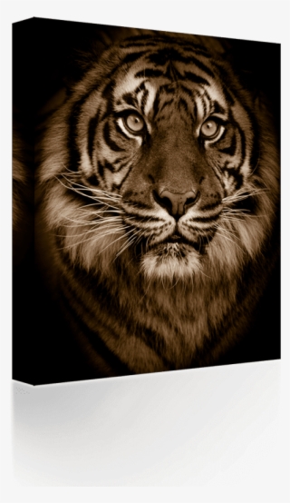 Free Png Download Golden Bengal Tiger Green Eyes Big - Tiger Porträtt