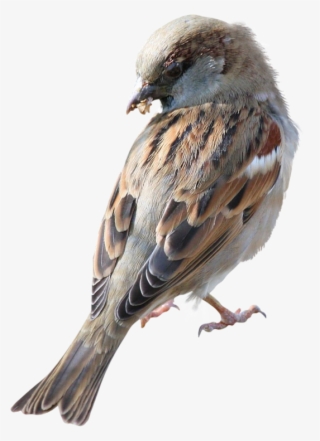 Sparrow Png, Download Png Image With Transparent Background, - Bird Png Eating