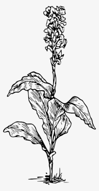 Free Png Download Canna Indica Flower Drawing Png Images - Plant Image Black And White