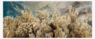 Alcazar - Sea